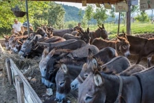 From Podgorica: Donkey Farm Visit