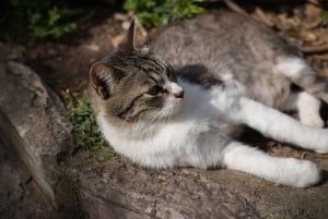 From Podgorica: Kotor & Budva Old Towns Tour and Skadar Lake