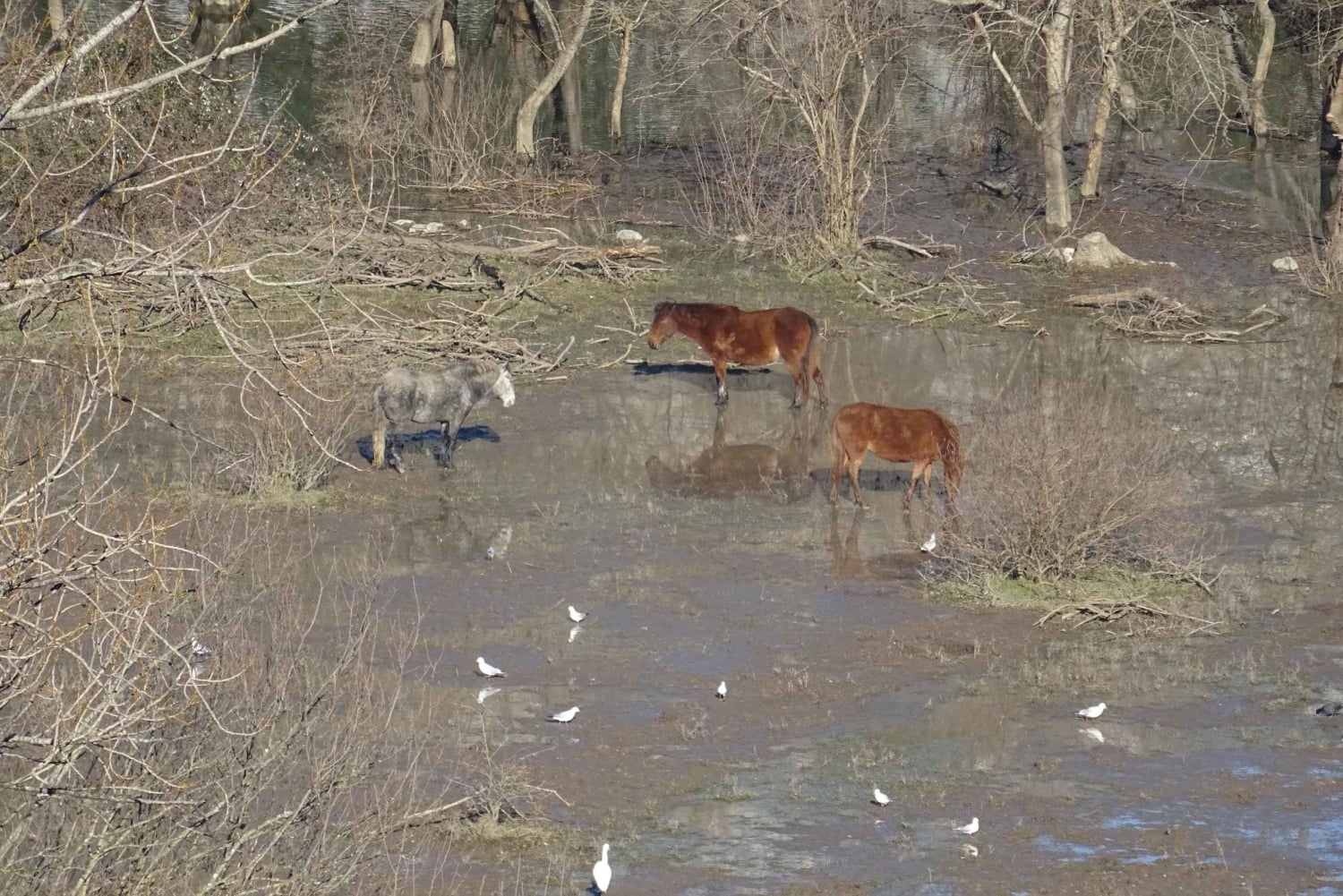 From Podgorica: Rivers, Vilagges, Skadar lake NP & Old Bar