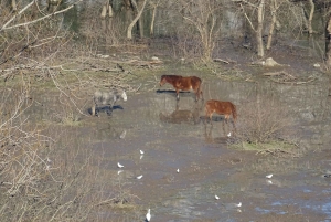 From Podgorica: Rivers, Vilagges, Skadar lake NP & Old Bar