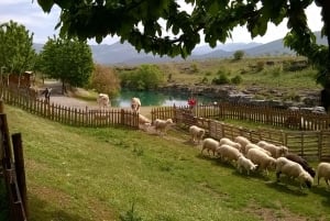 From Podgorica: Rivers, Vilagges, Skadar lake NP & Old Bar