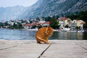 From Tirana: Privat Day Trip to Budva & Kotor in Montenegro