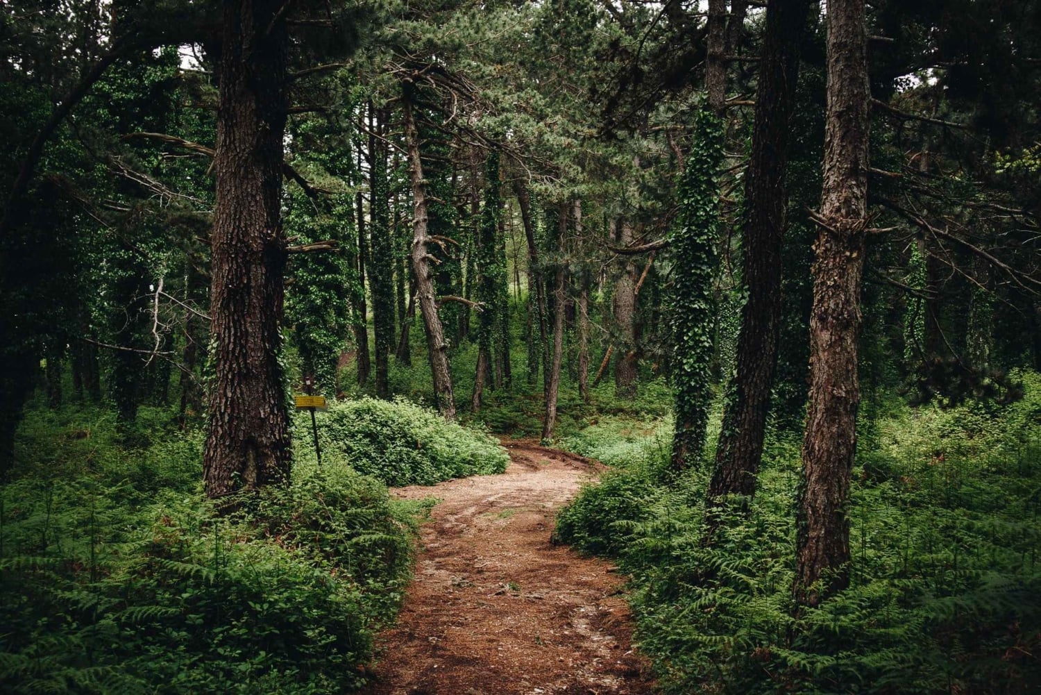 From Tivat: Vrmac Hill Scenic Hike above Boka Bay