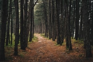 From Tivat: Vrmac Hill Scenic Hike above Boka Bay