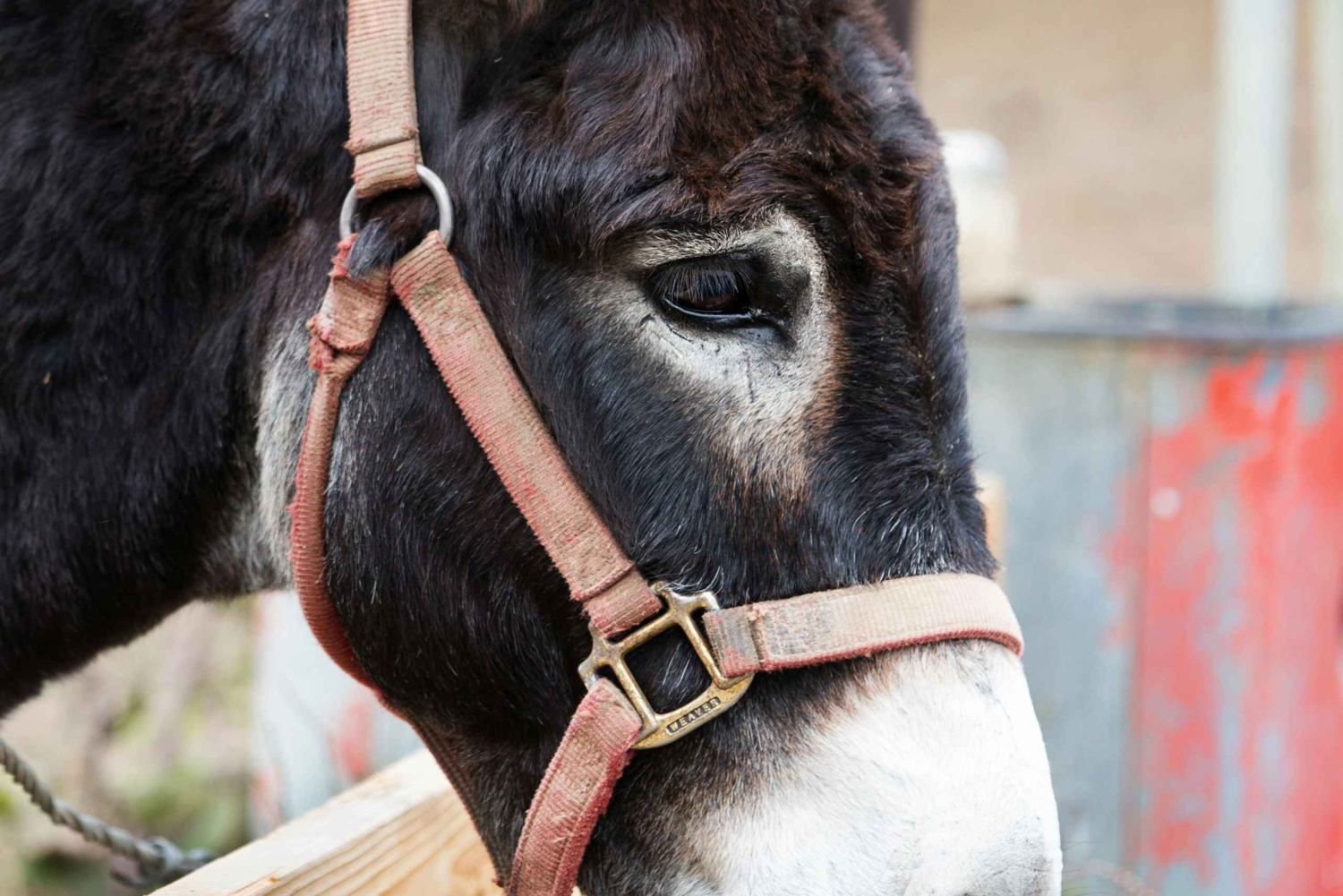 From Ulcinj: Montenegro’s Donkey Farm, A Family Adventure