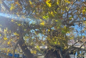 Full Day tour of Ohrid N Macedonia and St. Naum from Tirana