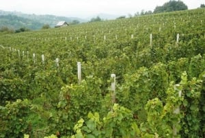 Korčula & Ston Full-Day Private Tour from Dubrovnik