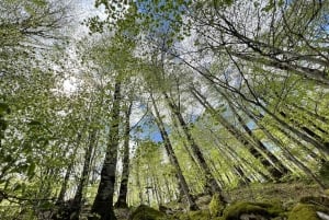 Kotor: Durmitor, Black Lake & Djurdjevica Tara Bridge Tour