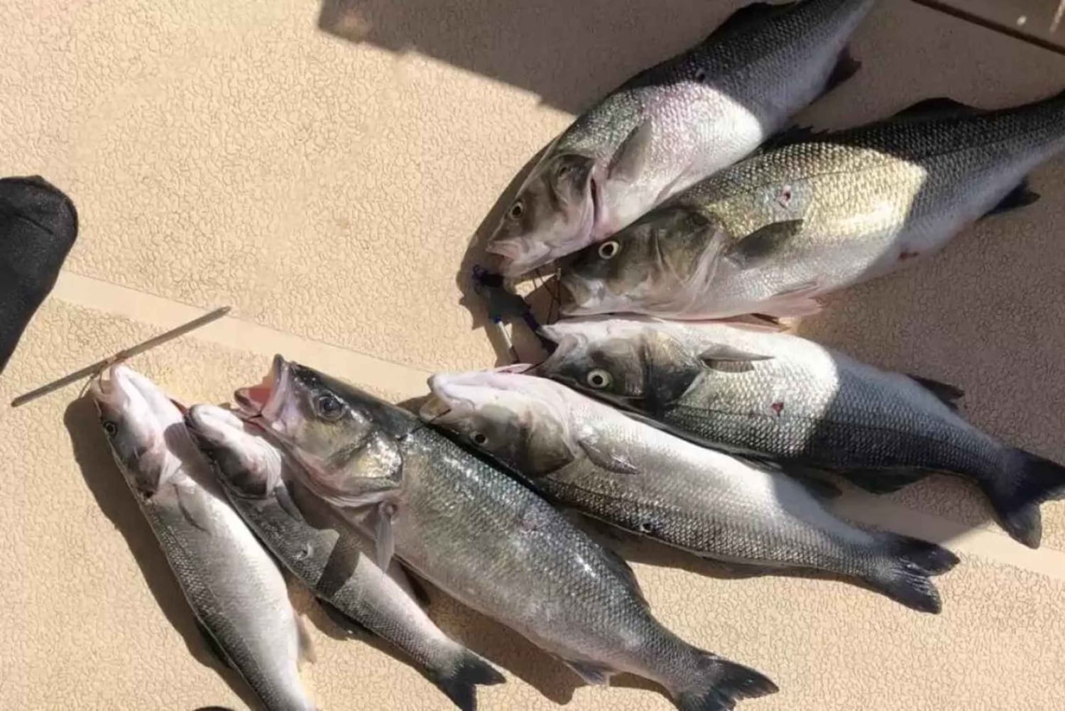 Kotor: Relaxing bay of Kotor Fishing Experience with Skipper