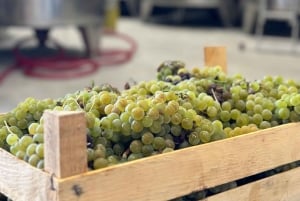 Kotor & Wine: Tasting the Charms Beneath Mount Lovcen for 2