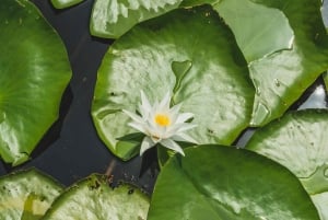 Lake Skadar National Park: Visit the Montenegrin Venice