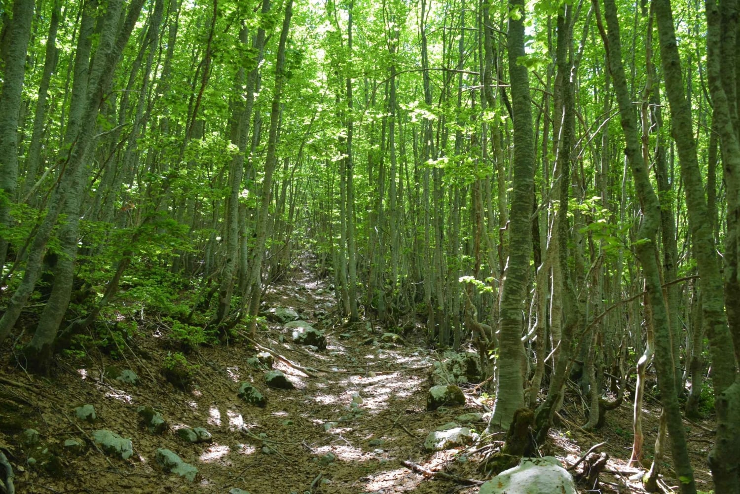 Lovćen Hiking Private Tour