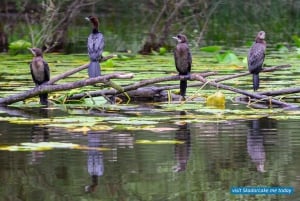 Magical 3hours: private all-over-the-Skadar-Lake Boat Tour