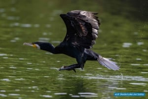 Magical 3hours: private all-over-the-Skadar-Lake Boat Tour