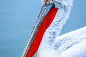 Magical 3hours: private all-over-the-Skadar-Lake Boat Tour