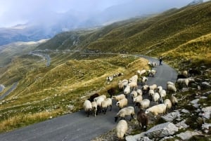 Montenegro: Durmitor, Tara & Ostrog Monastery Day Trip