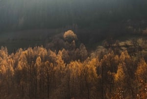 Montenegro: Foraging Wild Mushrooms and Cooking Experience