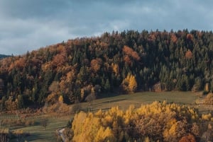 Montenegro: Foraging Wild Mushrooms and Cooking Experience