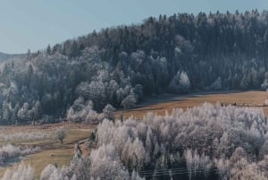 Montenegro: Foraging Wild Mushrooms and Cooking Experience