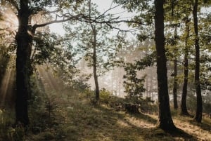 Montenegro: Foraging Wild Mushrooms and Cooking Experience