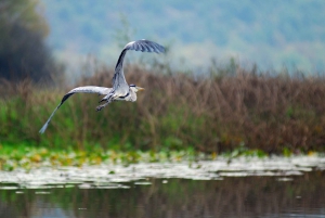 Montenegro: Lovcen National Park and Skadar Lake Day Tour