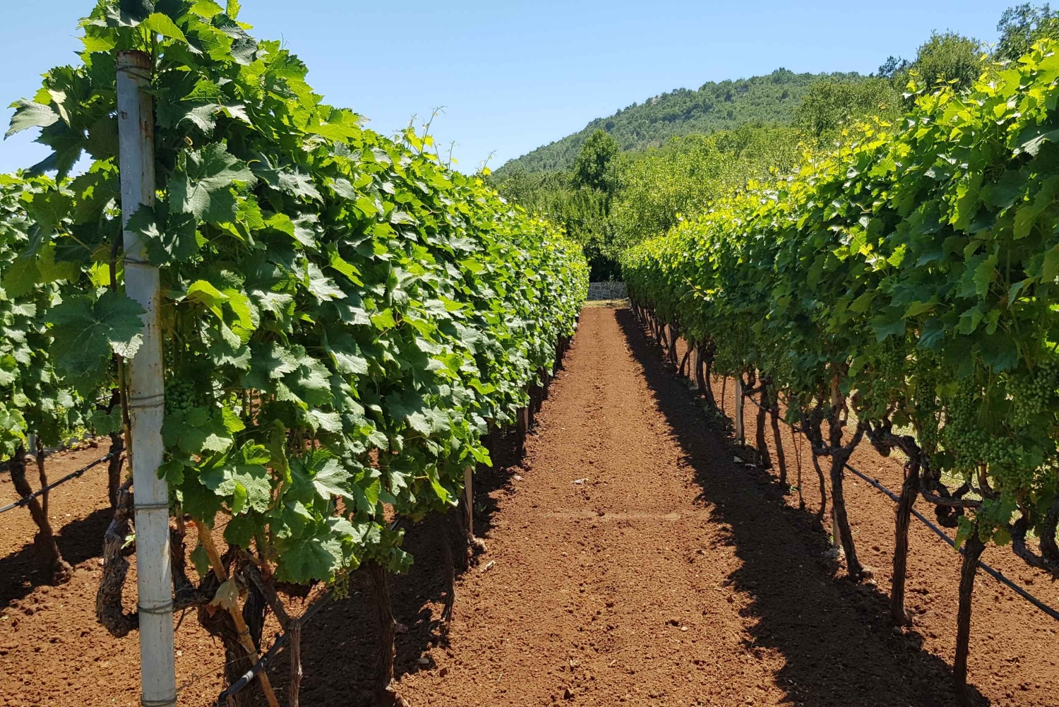 Montenegro: Nature, Locals & Wine Tour