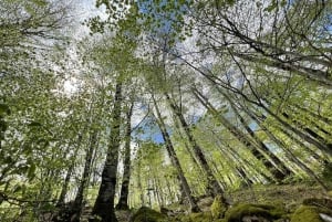 North Montenegro return trip - Biogradska Gora National Park