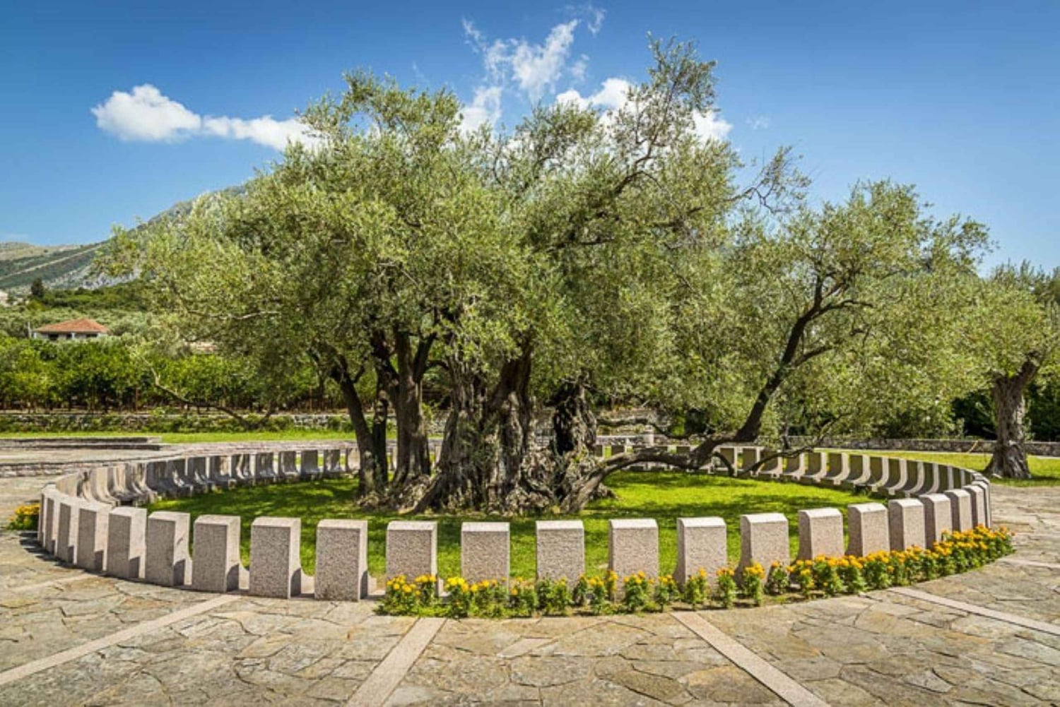 Old Town Bar, Old Olive Tree and the region of olive groves