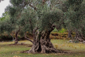 Old Town Bar, Old Olive Tree and the region of olive groves