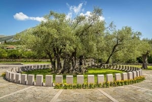 Old Town Bar, Old Olive Tree and the region of olive groves