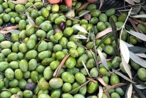 Old Town Bar, Old Olive Tree and the region of olive groves