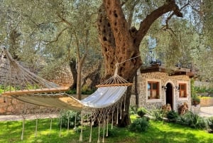 Old Town Bar, Old Olive Tree and the region of olive groves