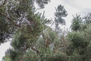 Old Town Bar, Old Olive Tree and the region of olive groves