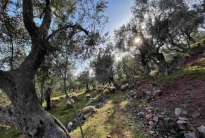 Old Town Bar, Old Olive Tree and the region of olive groves
