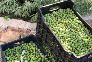 Old Town Bar, Old Olive Tree and the region of olive groves