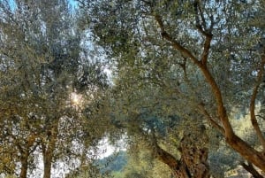 Old Town Bar, Old Olive Tree and the region of olive groves