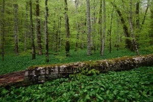 Podgorica: Biogradska Gora, Moraca and Kolasin Day Tour