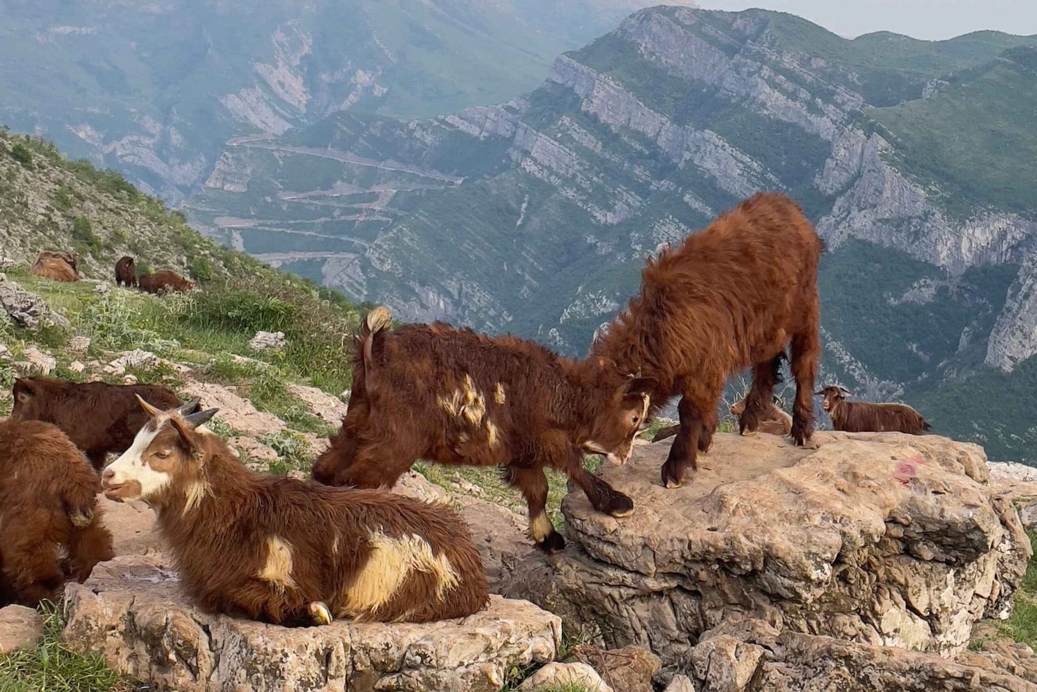 Podgorica Highlands: Goat Farm, Lake Views & Local Food