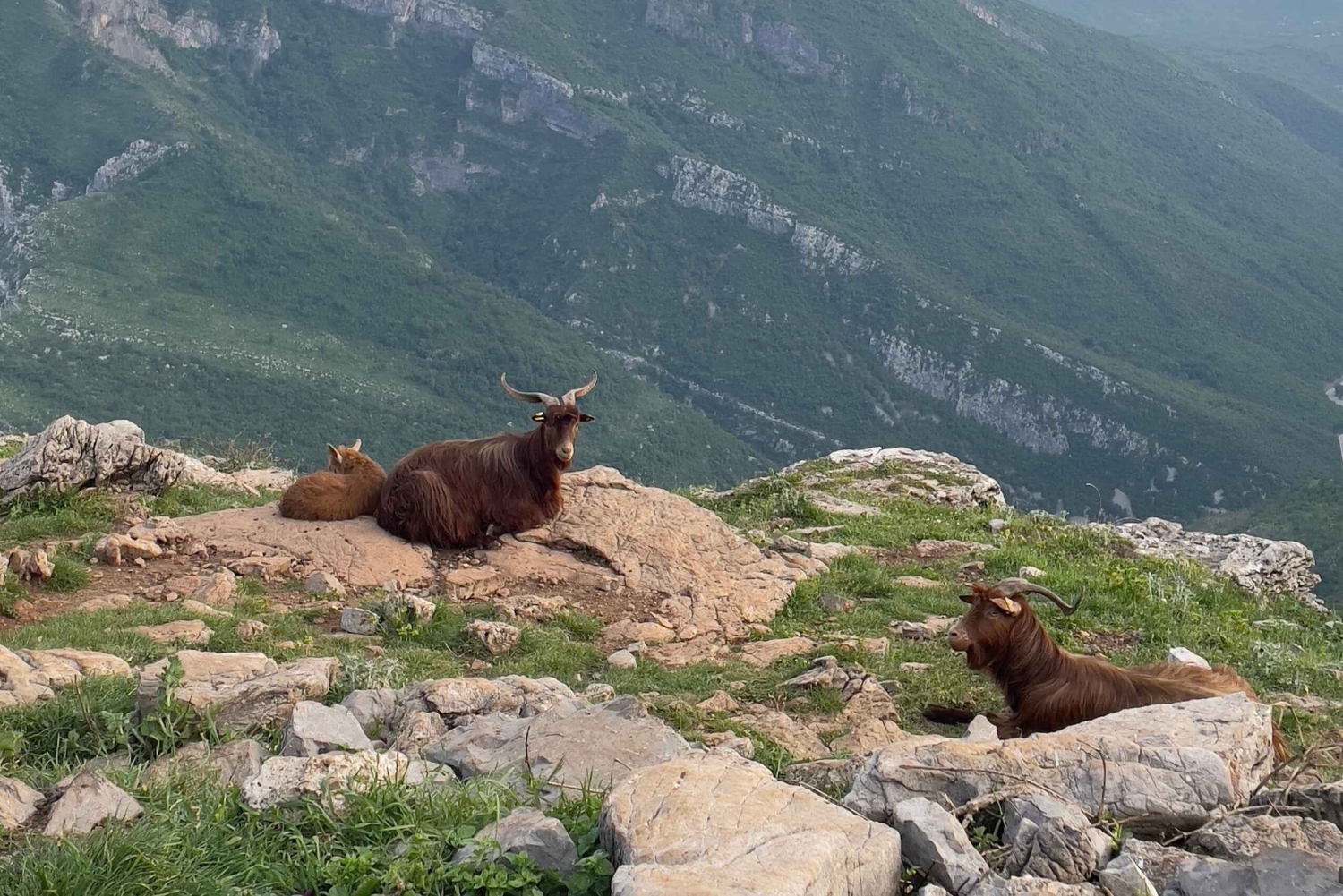 Podgorica Highlands: Goat Farm, Lake Views & Local Food
