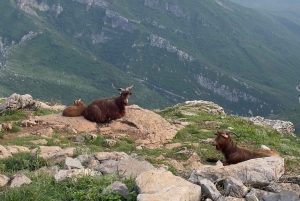 Podgorica Highlands: Goat Farm, Lake Views & Local Food