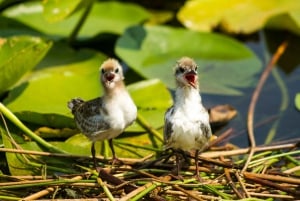 Private morning tour with refreshments and hidden canals!