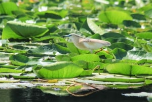 Private morning tour with refreshments and hidden canals!