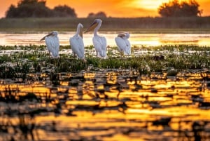 Lake Skadar: Exclusive Adventure with Local Captain Vasilije