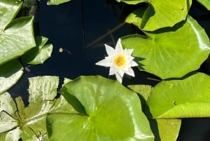 Skadar Lake: 4-Hour Guided tours on Kayak