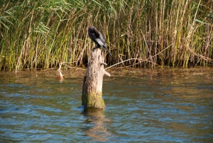 Skadar lake cruise, sightseeing from the boat with refreshme