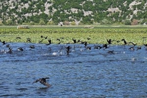 Skadar lake cruise - Virpazar - Kom monastery - Virpazar