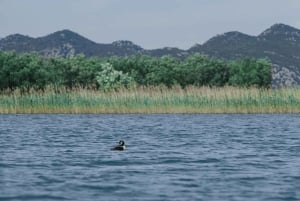 Skadar Lake: Kayak & Paddle board Rental
