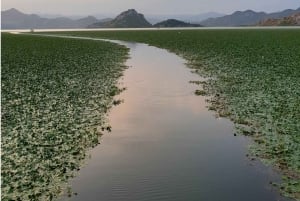 Skadar Lake kayak rent: A Journey Through Tranquility