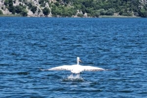 Skadar Lake kayak rent: A Journey Through Tranquility