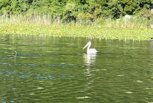 Skadar Lake kayak rent: A Journey Through Tranquility